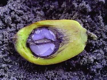 Palm kernel within a palm fruit. Palm oil fruit.jpg