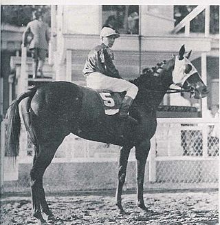 <span class="mw-page-title-main">Pan Zareta</span> 20th-century American Thoroughbred race mare and member of the Thoroughbred Racing Hall of Fame