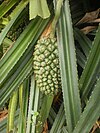 Pandanus fascicularis-Kaitha.JPG