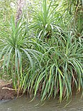 Miniatura per Pandanus candelabrum