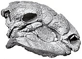 Illustration of a fossilized skull of the Late Cretaceous armored dinosaur Panoplosaurus Panoplosaurus.jpg