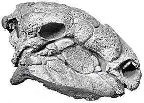 Schädel von Panoplosaurus mirus