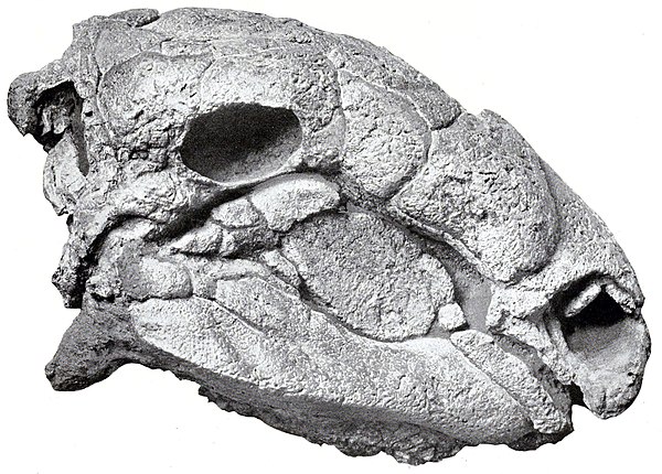 Image: Panoplosaurus