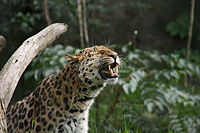 Amurleopard