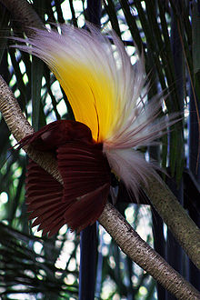 Paradisaea apoda -Bali Bird Park-7.jpg