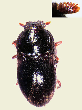 <span class="mw-page-title-main">Dryopidae</span> Family of beetles