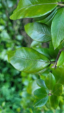 Leaves of the larval host P. heterophylla. Parsonsia heterophylla 306661927.jpg