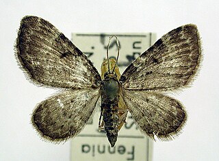 <i>Pasiphila chloerata</i> Species of moth