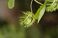 Passiflora ciliata fruit