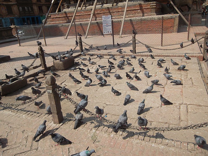 File:Patan000 (24).jpg