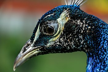 Peacock at Bangabandhu Sheikh Mujib Safari Park. Photograph: Azim Khan Ronnie Licensing: CC-BY-SA-4.0