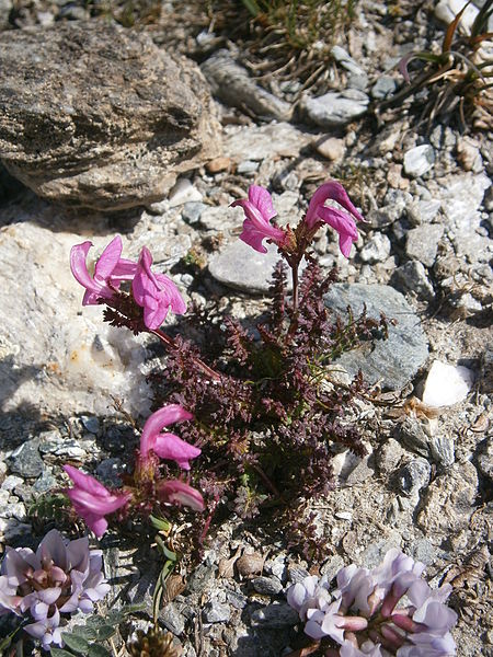 File:Pedicularis kerneri 003.JPG