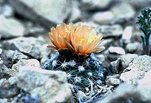 Pediocactus bradyi ssp winklerorum fh 070 UT BB.jpg