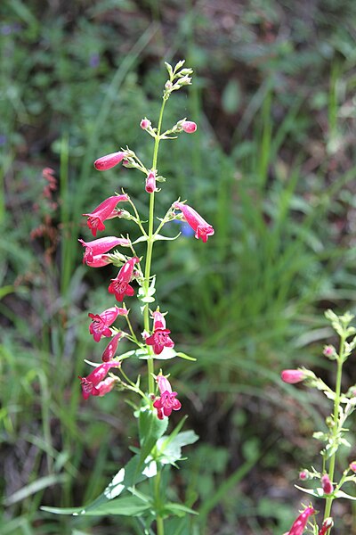 File:Penstemon kunthii (Plantaginaceae - Scrophulariaceae) (24912345742).jpg