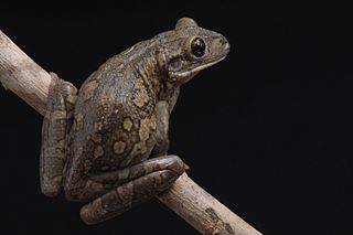 <span class="mw-page-title-main">Black-spotted casque-headed tree frog</span> Species of amphibian