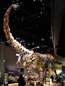 Perot Museum Alamosaurus and Tyrannosaurus.jpg
