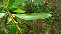 Persoonia adenantha