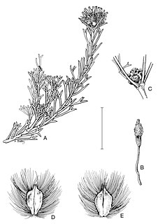 <i>Petrophile trifurcata</i> Species of shrub endemic to Western Australia