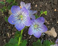 Phacelia grandiflora