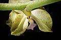 Phalaenopsis hygrochila