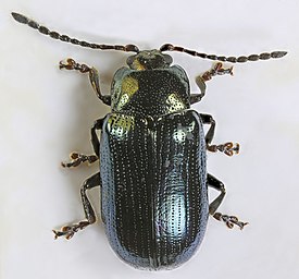 Kuhmuviherkalvaja (Phratora laticollis)