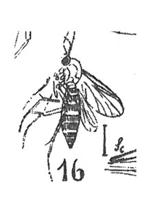 Phronia brevipennis femelle 1937 N. Th. Holotype éch. A109 x3 p. 324 pl. XXI Diptères du Stampien d'Aix-en-Provence.pdf