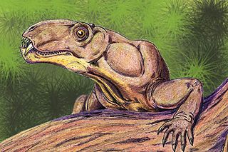 <i>Phthinosuchus</i> Extinct genus of therapsids