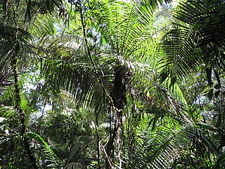 <i>Phytelephas tenuicaulis</i> Species of palm