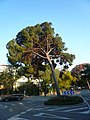 Català: Pi pinyer. c. Bosch i Gimpera /c. Cardenal Vives i Tutó. Les Corts (Barcelona). ca:Pinus pinea. This is a a photo of a protected or outstanding tree in Catalonia, Spain, with id: MA-080193/0111-04-96 Object location 41° 23′ 37.35″ N, 2° 07′ 06.46″ E  View all coordinates using: OpenStreetMap