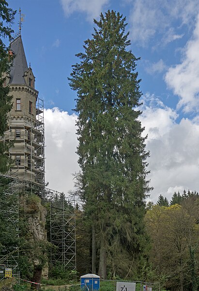 File:Picea abies vor Schloss Meysembourg 01.jpg