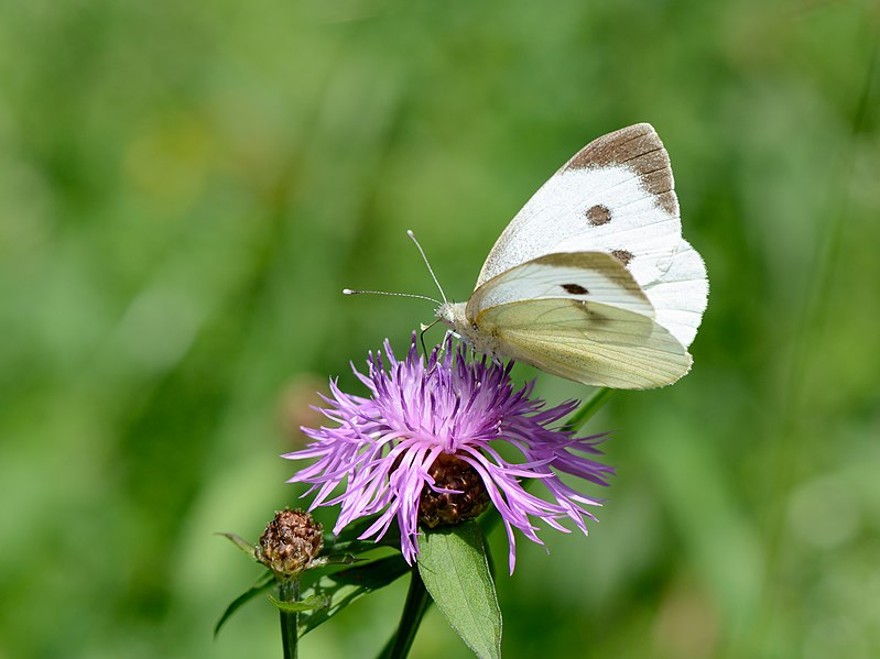 File:Pieris brassicae auf Centaurea jacea 02.jpg