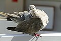 Pigeon in Lanzarote.jpg