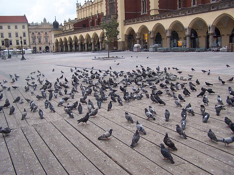 File:Pigeons at Sukiennice.JPG