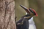 Thumbnail for File:Pileated woodpecker JB Williams.jpg