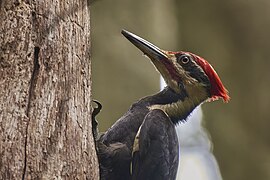 Pileated woodpecker