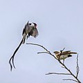 Pin-tailed whydah (Vidua macroura) male and female.jpg