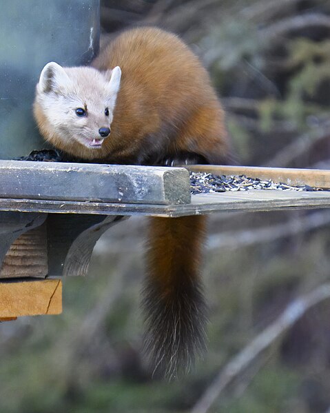 File:Pine marten sax-zim bog 2.17.24 DSC 4505-topaz-denoiseraw.jpg