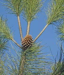 Pinus-pinea-conos-2.jpg