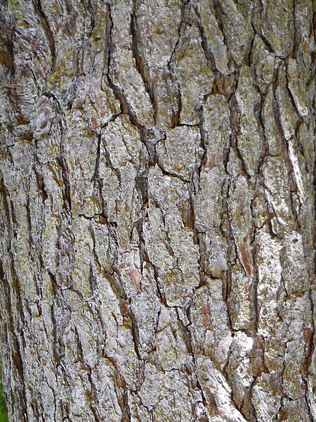 File:Pinus glabra Bark.jpg