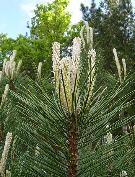 File:Pinus nigra buds Bulgaria.jpg