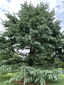 Pinus strobiformis di kebun Raya New York Garden.jpg