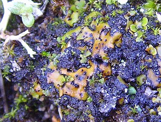 <i>Placidium</i> genus of fungi