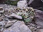 Plantago nivalis flower.JPG