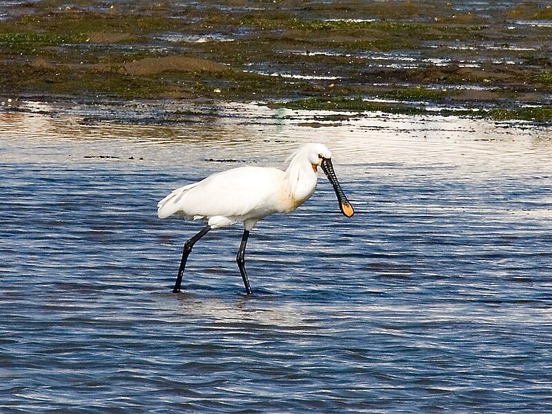 File:Platalea Leucorodia.jpg