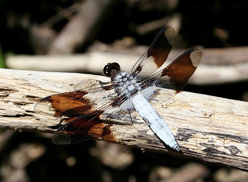 File:Plathemis lydia.jpg