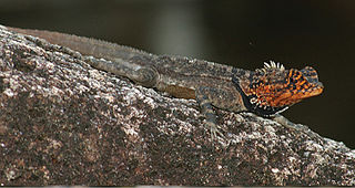 <i>Plica rayi</i> Species of lizard