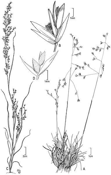 File:Poa bajaensis and Poa thomasii - PhytoKeys-015-001-g003.jpeg