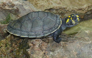 Podocnemididae Family of turtles