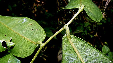 Poecilanthe