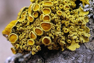 <i>Polycauliona polycarpa</i> Species of lichen